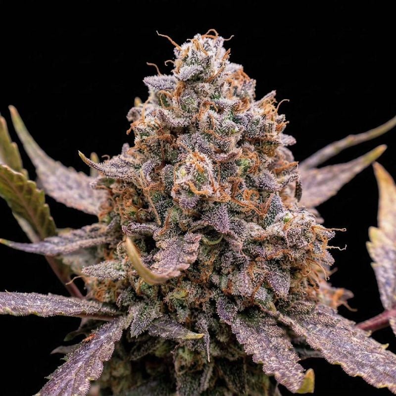 AUTO | Guava Runtz Auto™