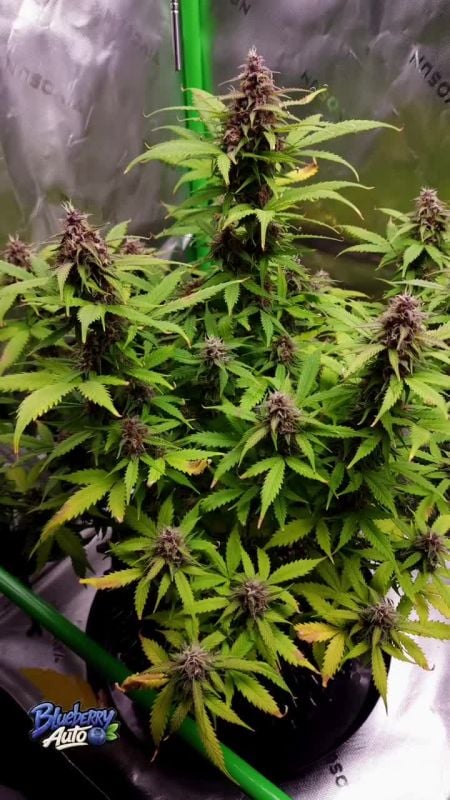 Blueberry Auto @puffinwithjj IG 