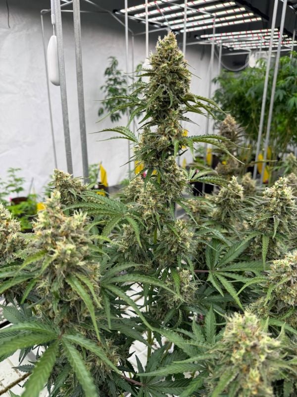 Instagram Skunk Auto