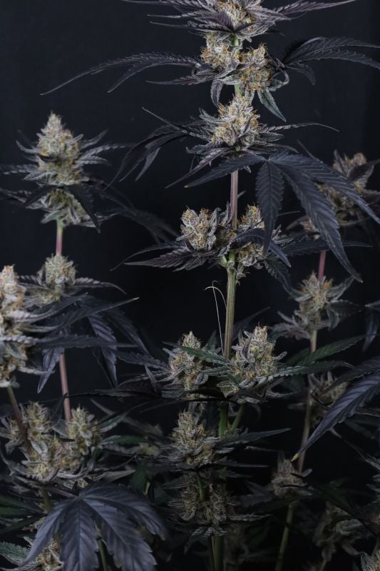 Instagram Guava Runtz Auto