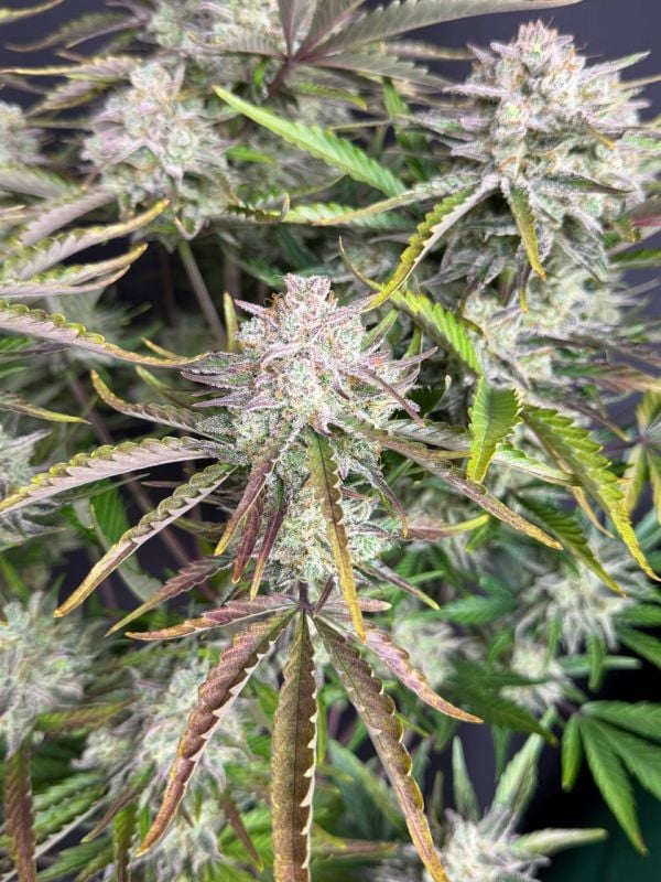 Instagram Cinderella Auto