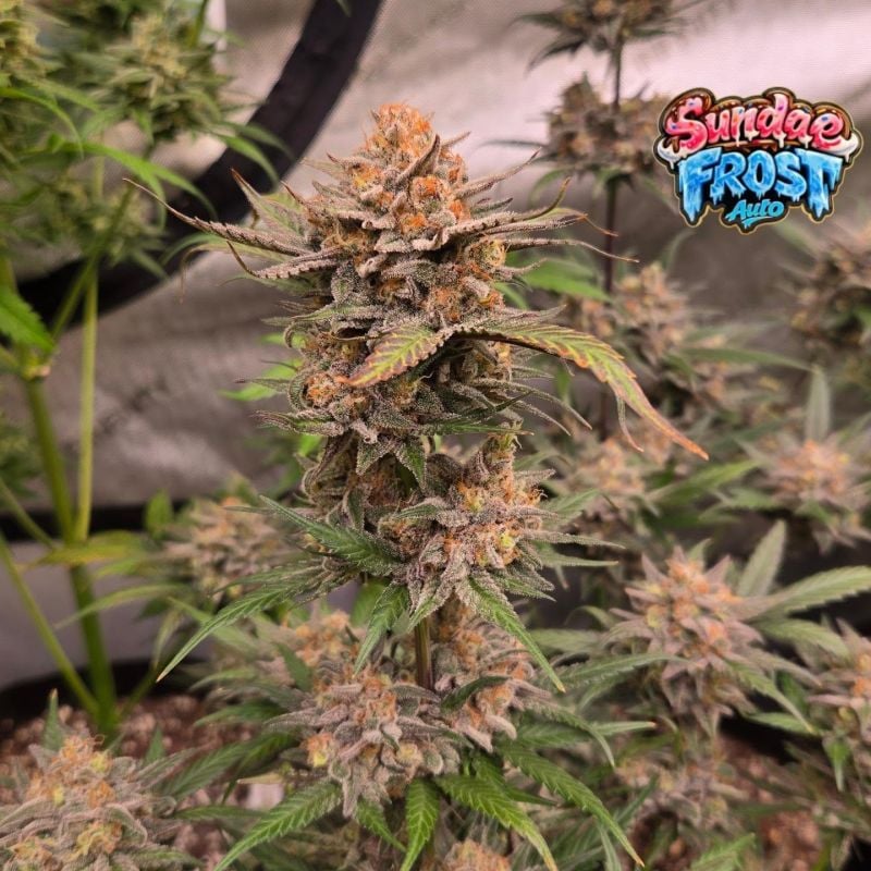 Instagram Sundae Frost Auto