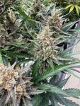 Instagram Big Bud Auto