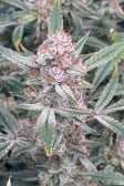 Instagram Pound Cake Auto™