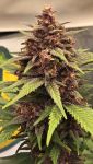 Instagram Banana Purple Punch Auto RF3™