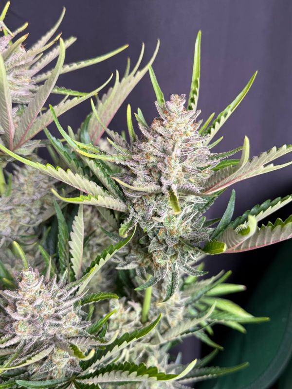 Instagram Trainwreck Auto