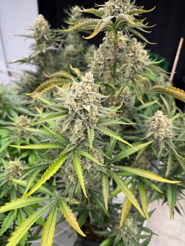 Instagram OG Kush Auto