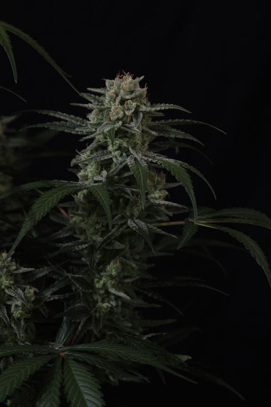 Instagram Banana Cherry Cookies Auto