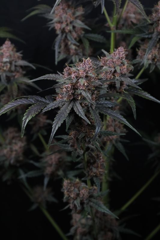 Instagram Mango Cherry Runtz Auto