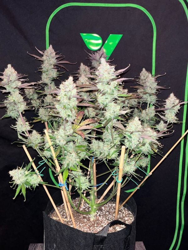 AUTO | Guava Auto RF3™