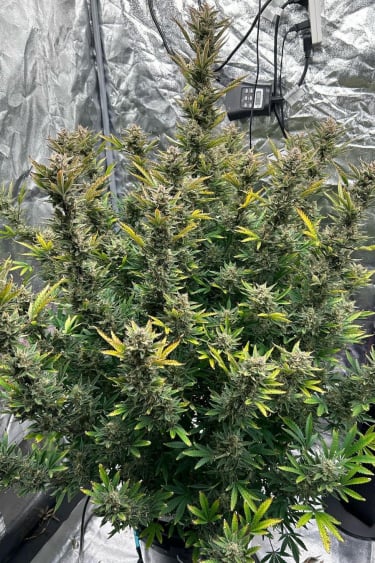 Instagram Lemon Pie Auto