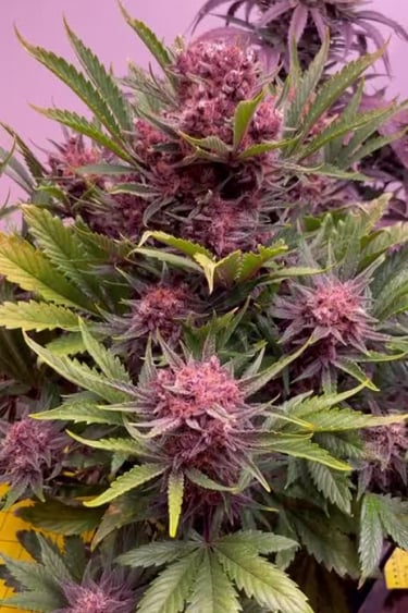 Tropicana Cookies Auto