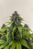Instagram Purple Haze Auto™
