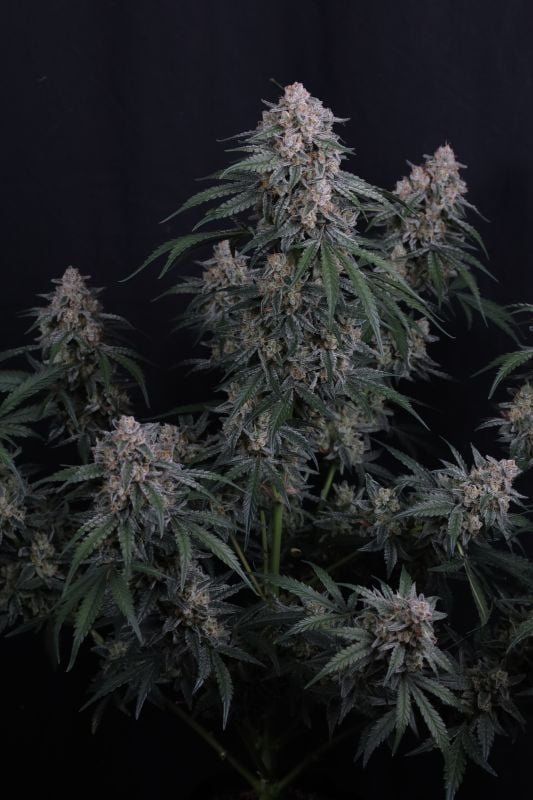 Instagram GMO Auto