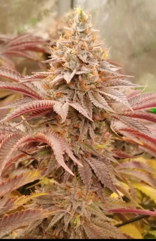 FEM | Rainbow Melon™