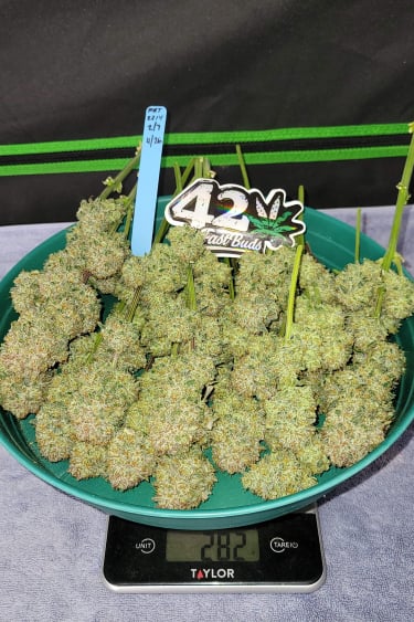 Instagram Apricot Auto