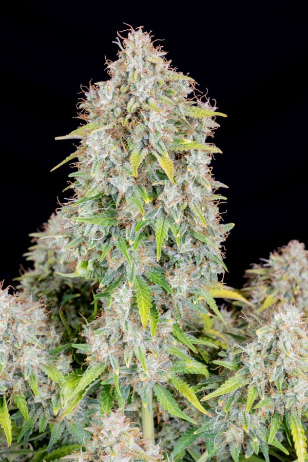 Cinderella Auto Cannabis Seeds – Buy Cinderella Weed Strain | Fast Buds