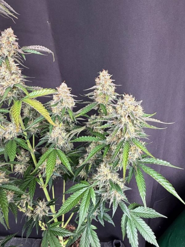 Instagram Skunk Auto
