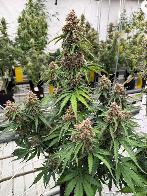 Instagram Afghan Kush Auto