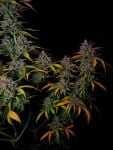 Instagram Banana Guava Auto™