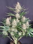 Instagram Big Bud Auto