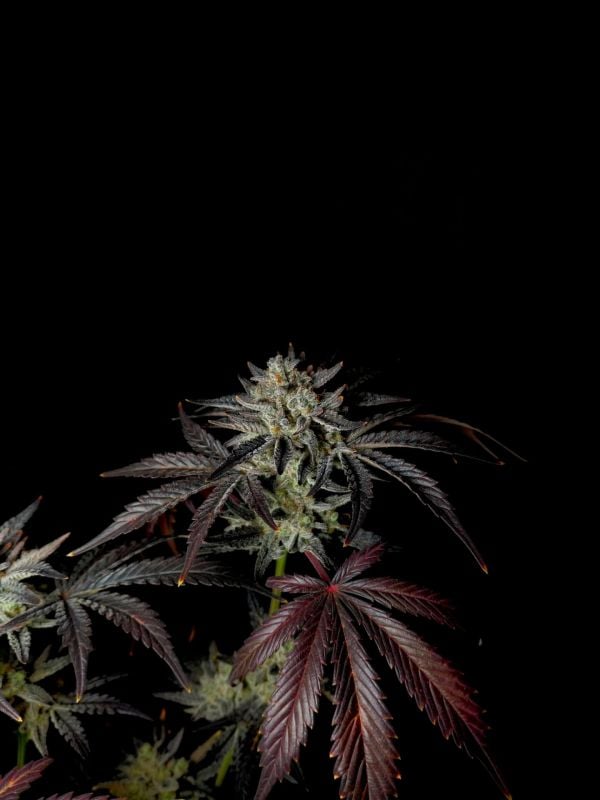 Instagram Mendo Frost Auto