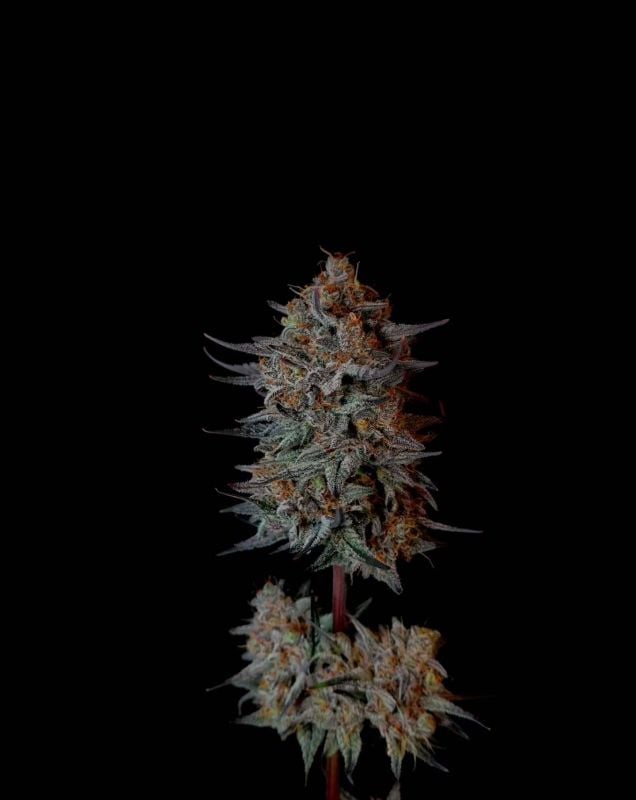 Instagram Guava Sundae Auto