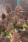 Instagram Banana Purple Punch Auto