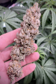 Instagram Papaya Sherbet™