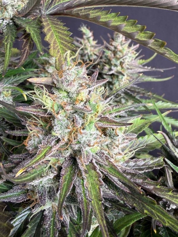 Instagram Trainwreck Auto