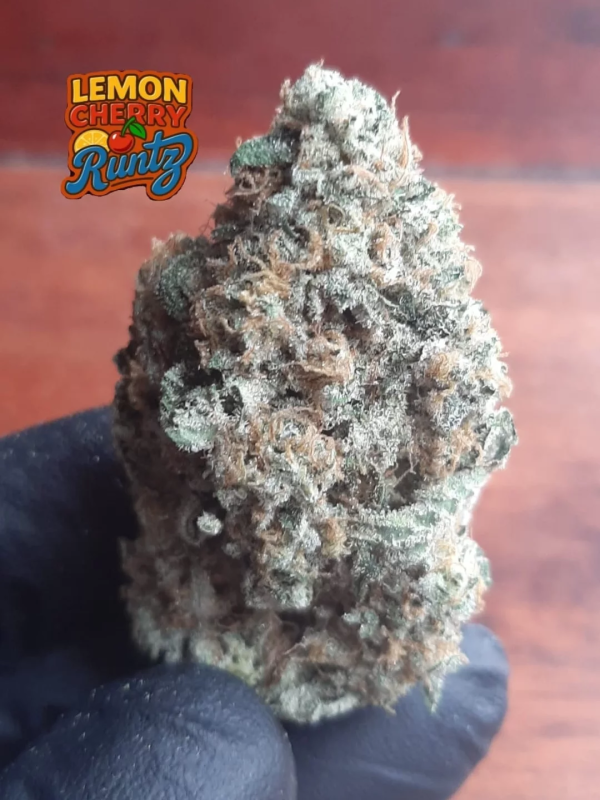 Instagram Lemon Cherry Runtz