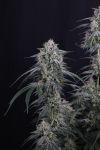 Instagram Garlic Mint Sherbet Auto™