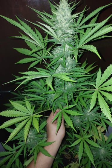 Instagram Amnesia Z Auto