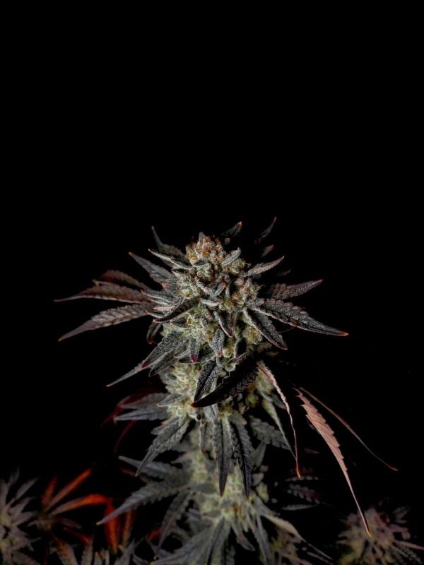 Instagram Mendo Frost Auto