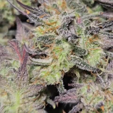 Apple Strudel Auto @chubbs 2