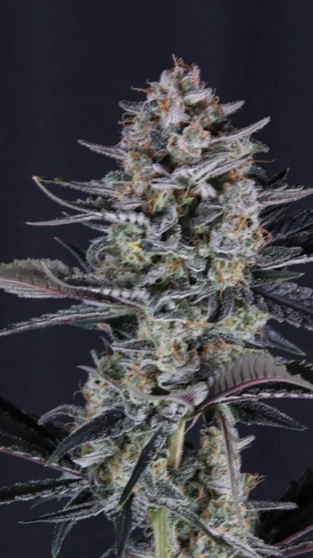 Instagram Mendo Guava Auto