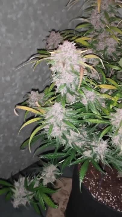 Lemon Cherry Cookies Auto @ BudBeezy GD 2