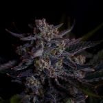 Instagram Mendo Guava Auto™