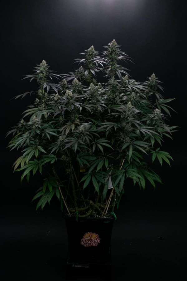 Instagram Biscotti Gelato