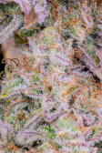 Instagram Strawberry Gorilla Auto