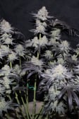 Instagram Tropicana Cookies FF