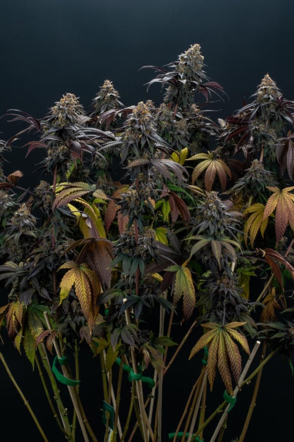 Instagram Lemon Cherry Runtz