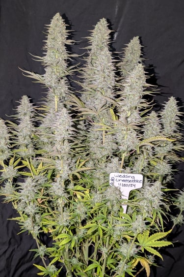Instagram Wedding Cheesecake Auto