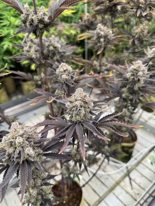 Instagram Banana Purple Punch Auto RF3