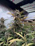 Instagram Pound Cake Auto™