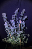 Instagram Papaya Sherbet™