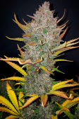 Instagram Banana Purple Punch Auto