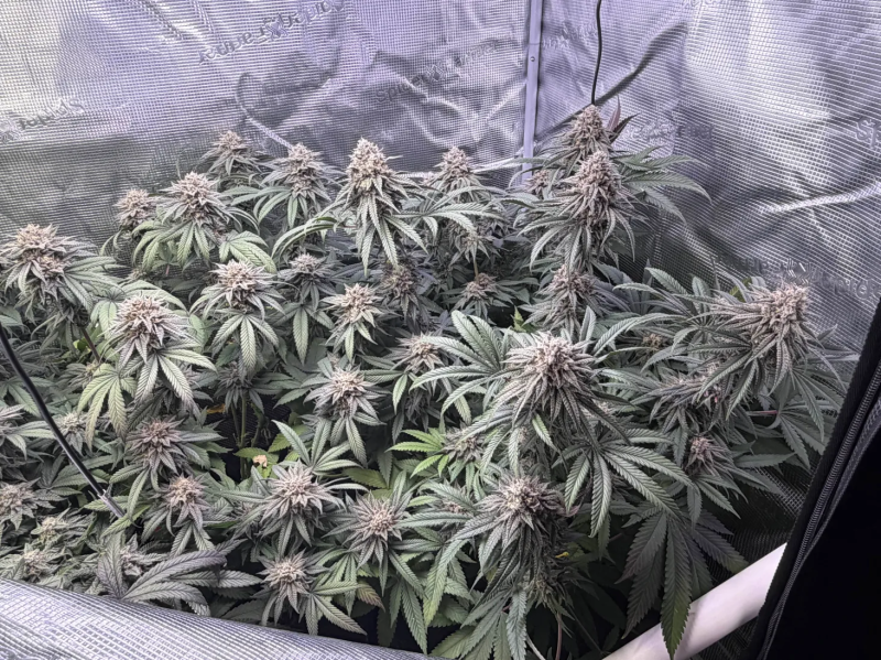 Instagram Lemon Cherry Runtz