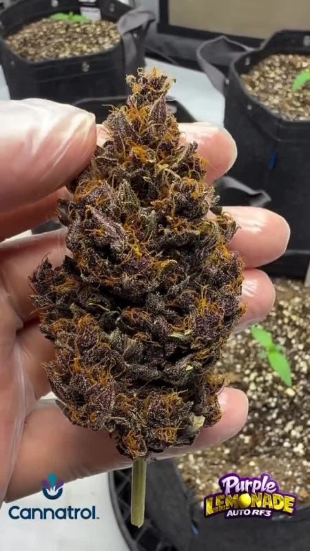 Purple Lemonade Auto RF3 @ run_with_scissors73 IG 