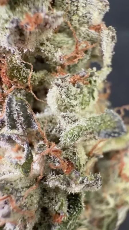 Sundae Frost Auto @bernie 